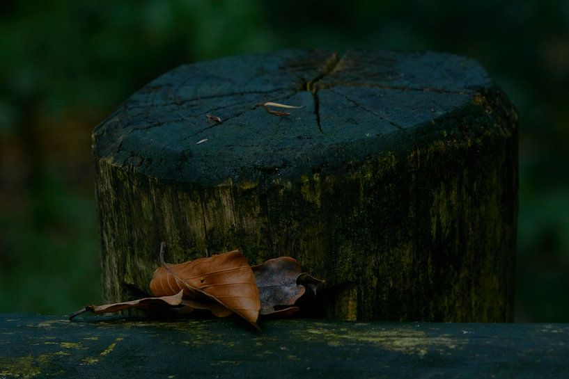 Lonely leafs by Kai Grijff