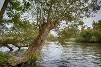 In the Biesbosch