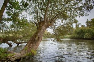 Dans le Biesbosch
