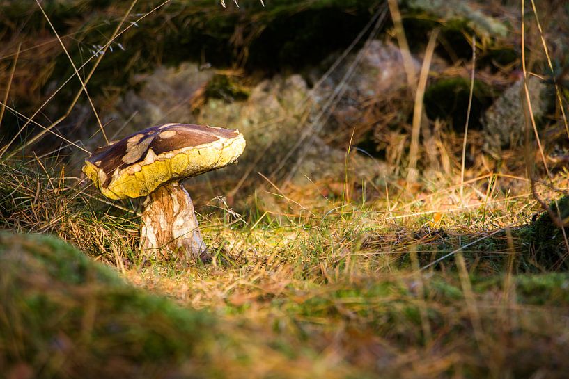 Herfst! Eekhoorntjesbrood. van Hilda Weges