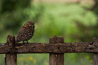 Hibou de pierre  par Rando Kromkamp Aperçu