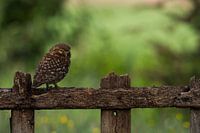 Hibou de pierre 