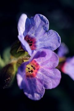 Pulmonaria, fleurs de pulmonaire, au printemps sur Imladris Images