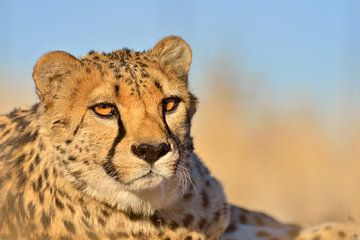 Cheetah van Loulou Beavers