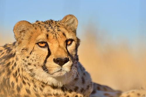 Guépard