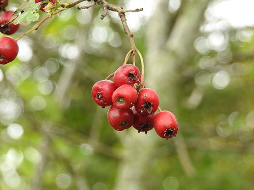 Rode besjes - Stilleven