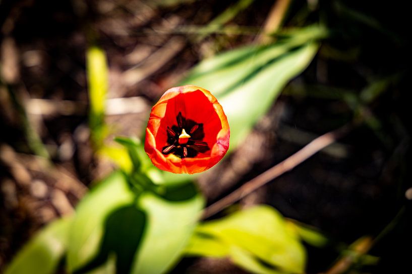 Rathenow &quot;City of Optics by David Krause