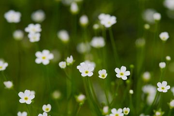 Witte bloemetjes 'Androsace septentrionalis' van Ivonne Fuhren- van de Kerkhof