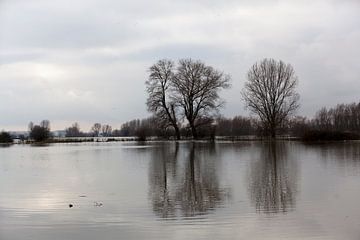 Überflutete Auen von Kees van Dun