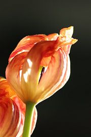 Feuerblume von Daniëlle Eibrink Jansen