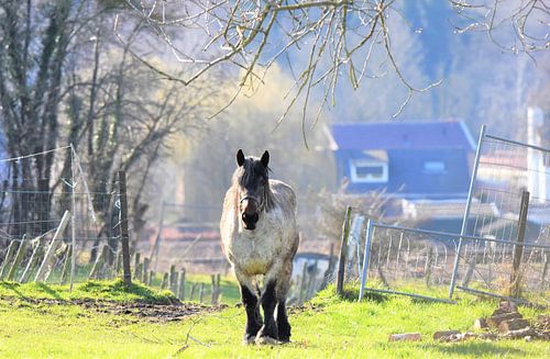 Paard in de wei...
