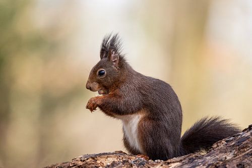 Eekhoorn in het bos