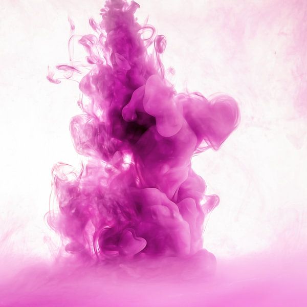 rose par Silvio Schoisswohl