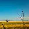 Wijds uitzicht over een bollenveld in de Noordoostpolder van Gerrit Veldman