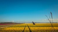 Wijds uitzicht over een bollenveld in de Noordoostpolder van Gerrit Veldman thumbnail