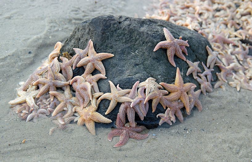 Zeesterren by Yvonne Balvers