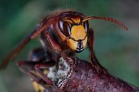 Europese hoornaar (vespa crabro).