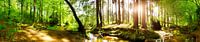 Wald mit Bach