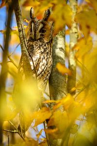 Waldohreule, die im Herbst in einem Baum sitzt