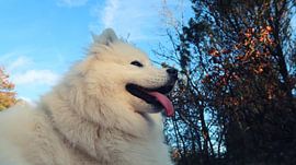Samoyed van Bo Valentino