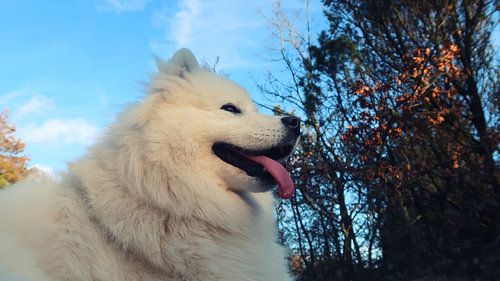 Samoyed