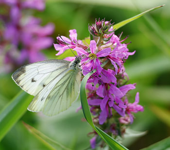 A small-veined white butterfly on a large cat’s-tail flower