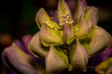 Blume mit Wassertröpfchen von Myra van Heeringen
