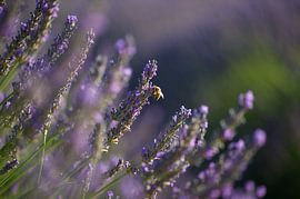 Lavender Valensole 8