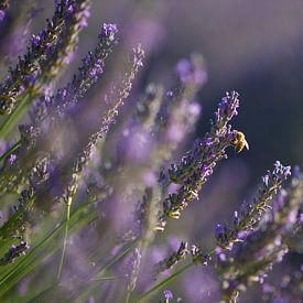 Lavendel-Valensole 8 von Vincent Xeridat