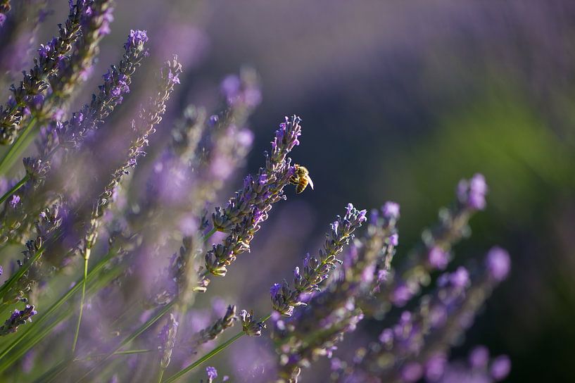 Lavendel-Valensole 8 von Vincent Xeridat