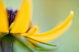 yellow petals van Arienne Mol