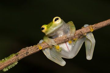 Glaskikker (Costa Rican Amphibian Research Center) van Han Peper