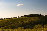 Wijngaard in Toscane van Wim Slootweg thumbnail