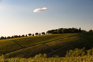 Weinberg in der Toskana von Wim Slootweg