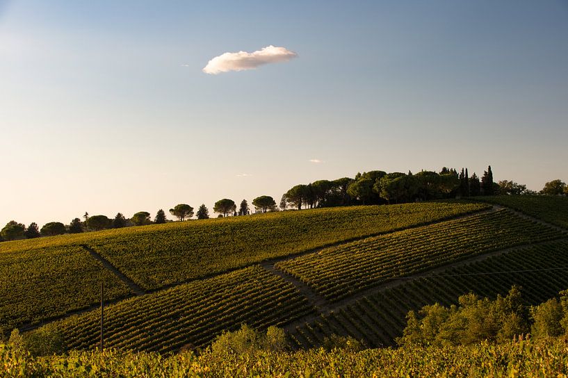 Wijngaard in Toscane van Wim Slootweg