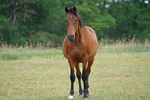 Trakehner Feldmeyer auf der Weide