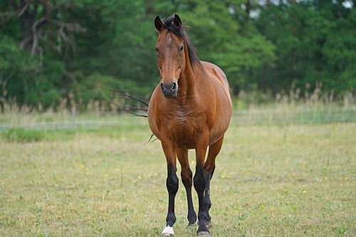 Trakehner Feldmeyer in de wei