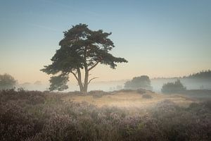 Schöner Baum in der blühenden Heide