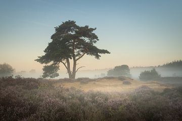 Prachtige boom op de bloeiende heide van KB Design & Photography (Karen Brouwer)