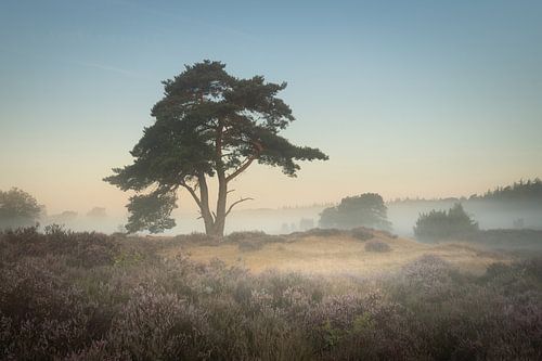Beautiful tree on the flowering heath