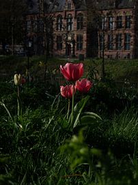 Tulpen in Utrecht von Anke Croonen