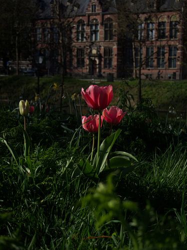 Les tulipes à Utrecht