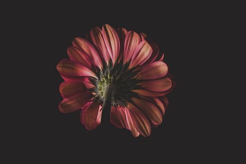 Onderzijde van een bloem