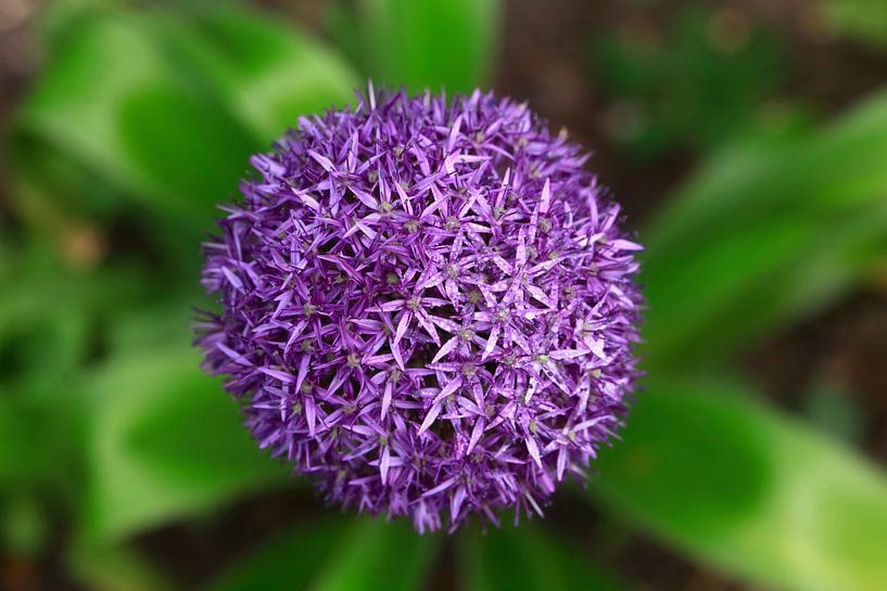 Alliantie van Thomas Jäger