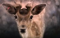 Oh deer... what beautiful eyes