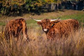 Les Highlanders écossais sur Bas Fransen