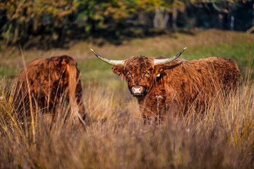 Schottische Hochlandbewohner