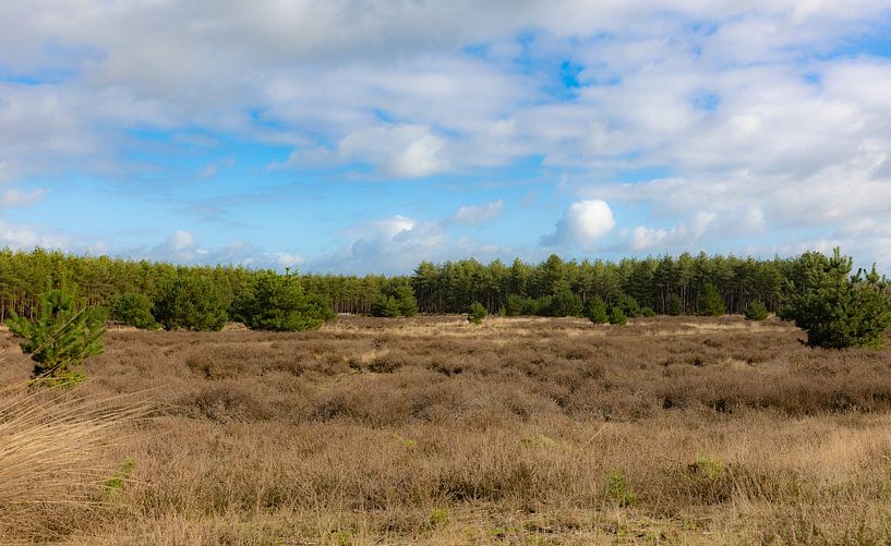 Träumen in der Natur von Anouk Peeters