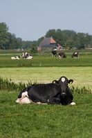 Koe in Fries weidelandschap