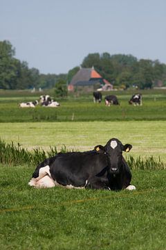 Koe in Fries weidelandschap van Fonger de Vlas